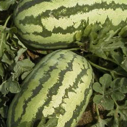 Watermelon Garden Seeds - Jubilee - 25 Lbs Bulk - Non-GMO, Heirloom Vegetable Gardening Fruit Melon