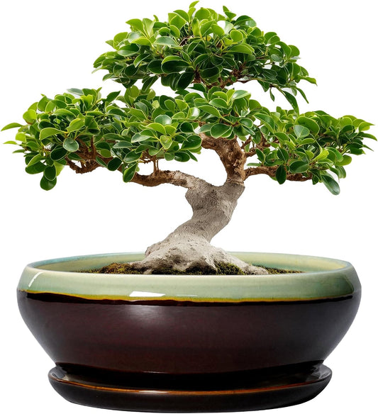 SQOWL Bonsai Pots 12 Inch - Large Ceramic Pots for Succulents with Drainage Hole and Saucer