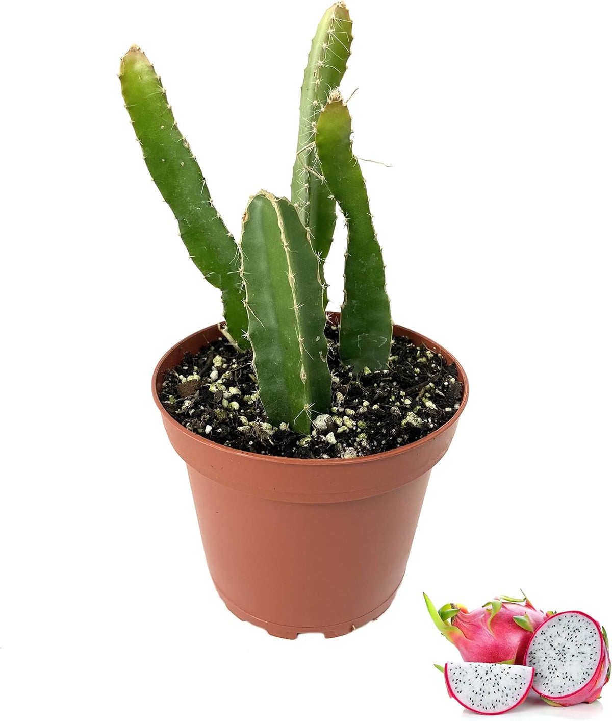 Dragon Fruit Tree - Live Plant in a 4 Inch Pot - Hylocereous Undatus - Edible Tropical Fruit Plant