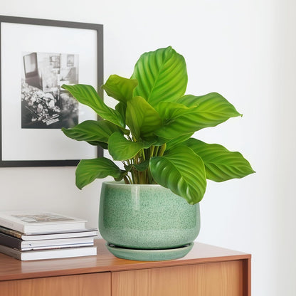 G EPGardening Ceramic Plant Pot - 7 Inch Ceramic Planter for Indoor Outdoor Plants, Flower Pot with