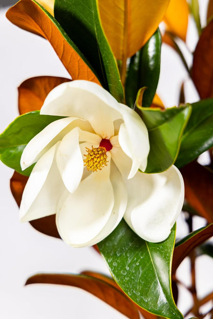 Magnolia Tree Kay Parris Variation, Live Plant, Magnolia Flower Blooms, Easy Care, Perfect for Home