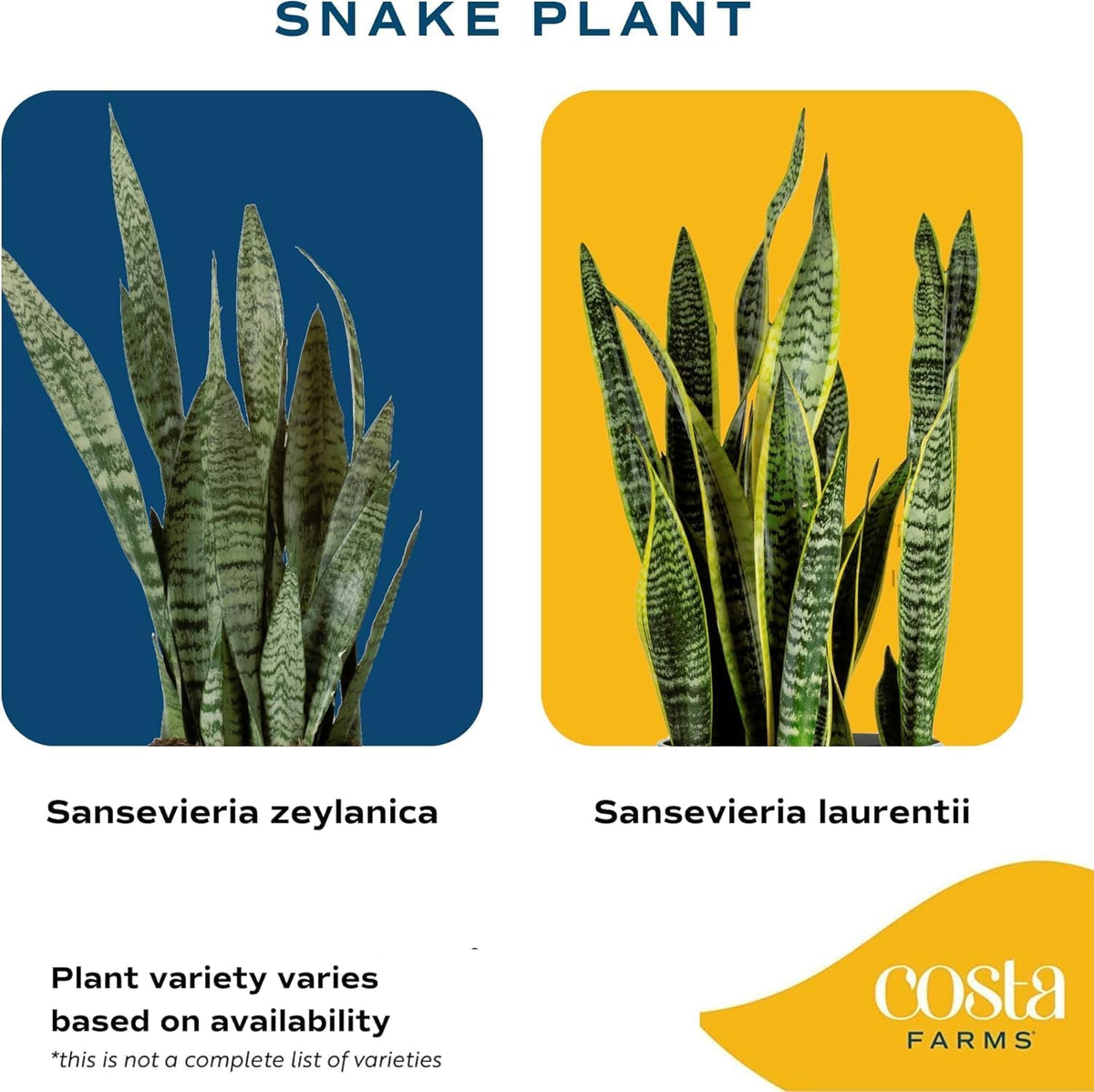 Costa Farms Snake Plant, Live Indoor Sansevieria Plant, Easy to Grow Succulent Houseplant Potted in