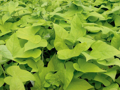 American Plant Exchange Lime Sweet Potato Vine – 6-Inch Pot – Live Trailing Foliage Plant
