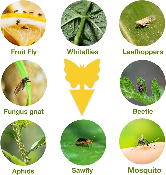 120 Pack Fungus Gnat Traps for House Indoor, Fungus Traps Fruit Fly Traps for Indoors Gnats Sticky