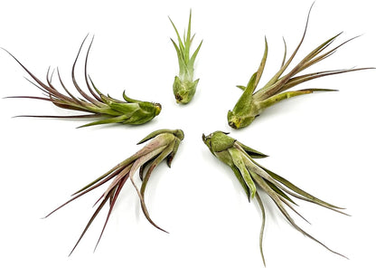 ragnaroc Live Air Plant – Tillandsia Capiput, Jumbo 6-9” - 5 ct - Live Arrival Guaranteed - House