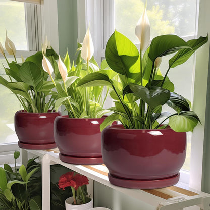 SQOWL 6 Inch Plant Pot - Ceramic Planter for Indoor Plants Outdoor, Round Planter with Drainage