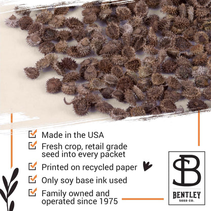 Bentley Seed Co. | Seeds of Remembrance | Pre Filled Non-GMO, Non-Coated Forget Me Not Seeds
