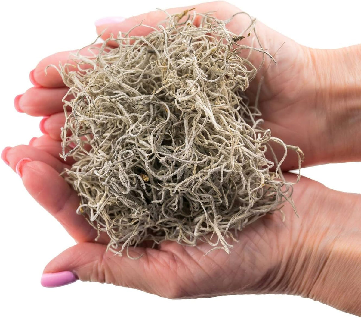 Gardenera Premium Natural Spanish Moss | Natural Preserved - Great Ground Cover - Filler for Potted