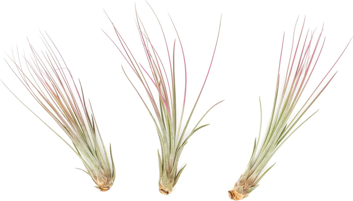 Fuchsia Colorful Tillandsia Air Plants - Long Lasting Color Enhanced Live Tillandsia Succulent