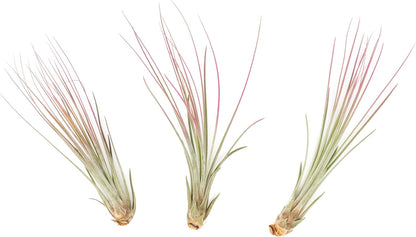 Fuchsia Colorful Tillandsia Air Plants - Long Lasting Color Enhanced Live Tillandsia Succulent