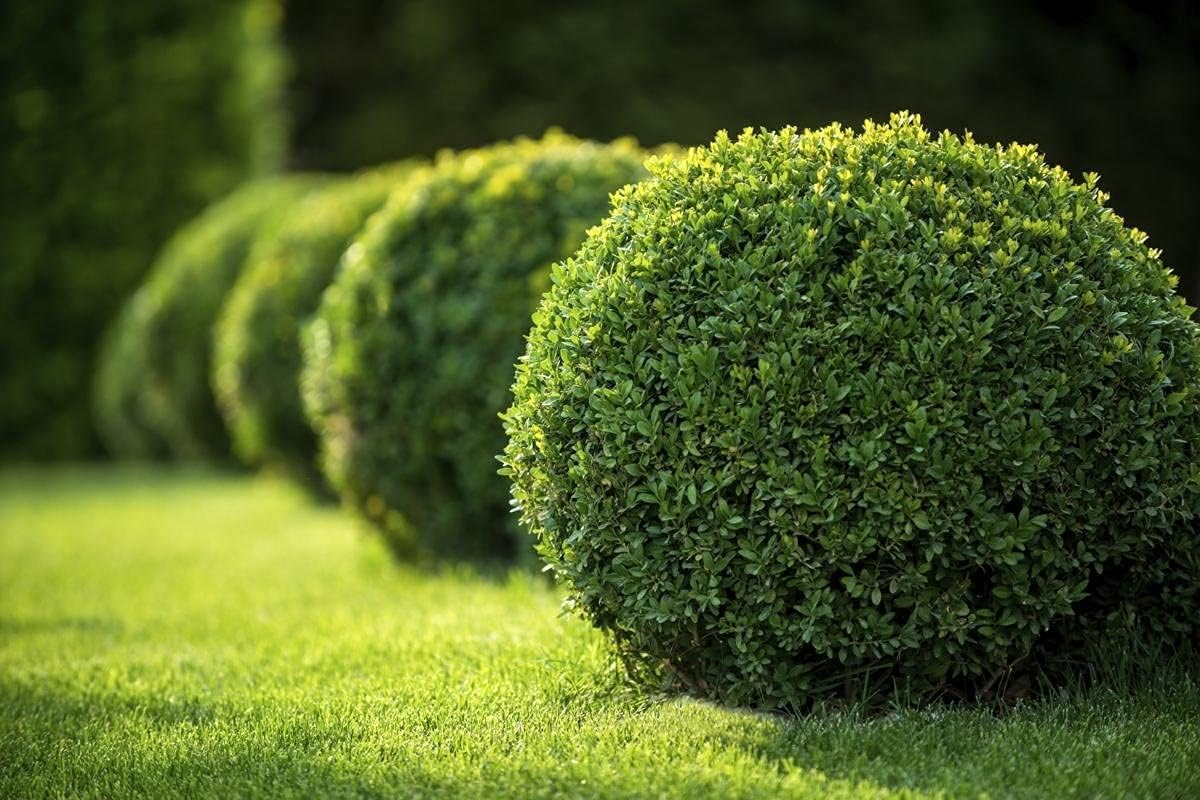 Japanese Boxwood | 10 Live 4 Inch Pots | Buxus Microphylla | Formal Evergreen Low Maintenance Hedge