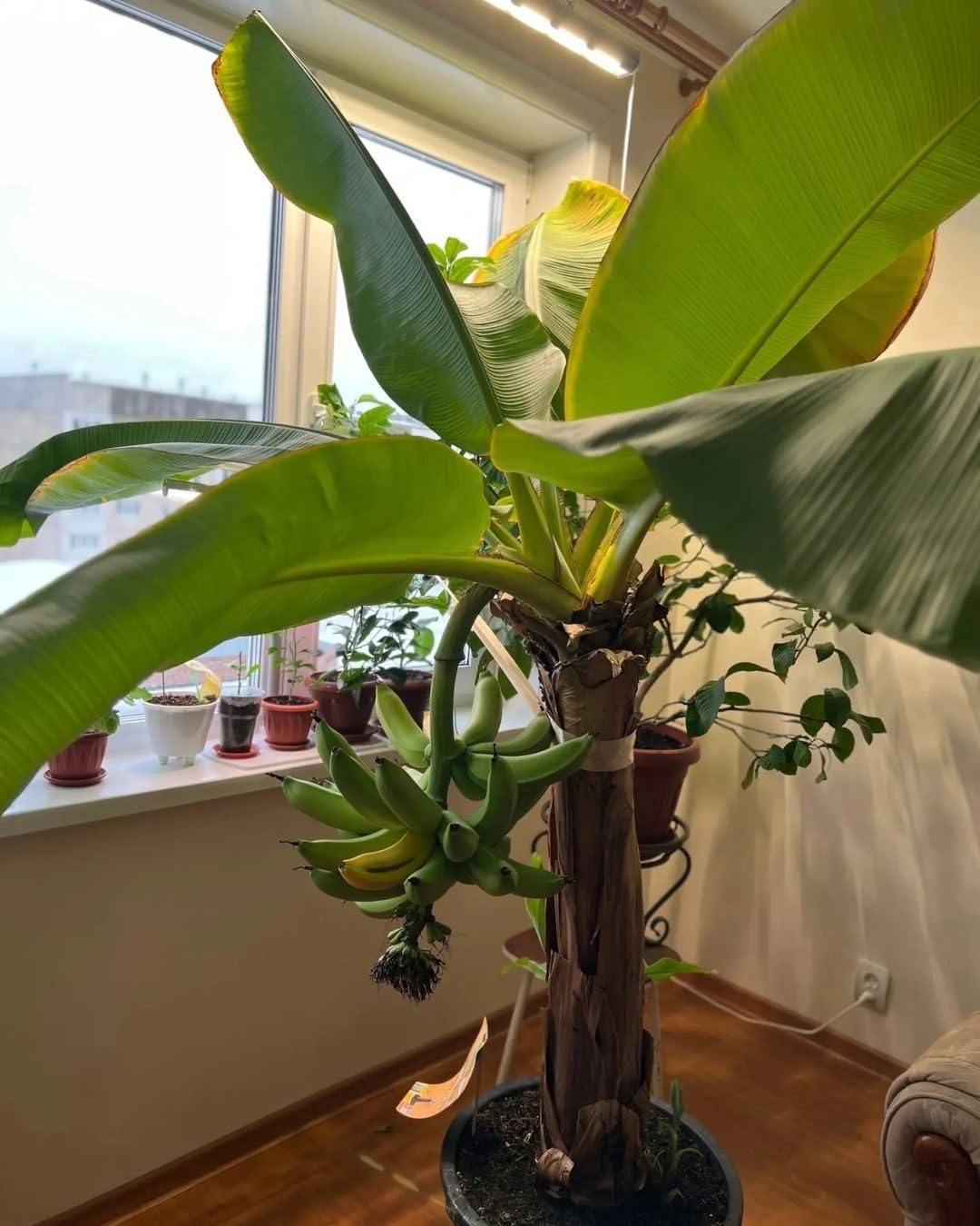 Seeds Ornamental Banana Tree - Tree for Planting - GMO Free