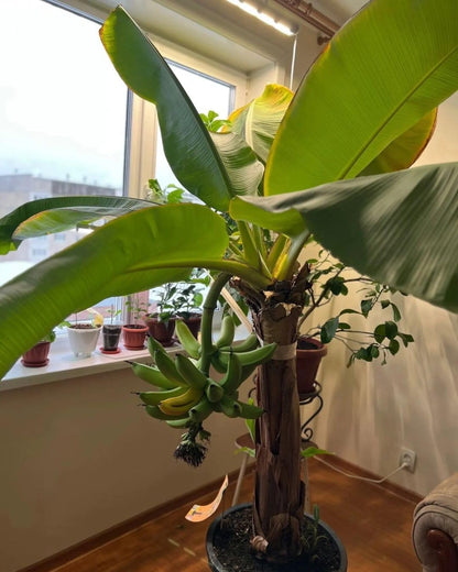 Seeds Ornamental Banana Tree - Tree for Planting - GMO Free