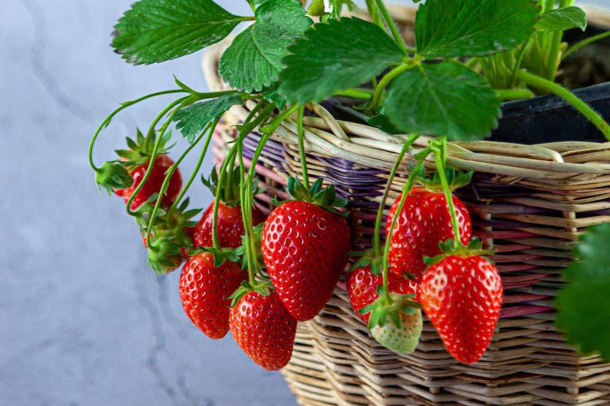Gardenera Strawberry Premium Potting Soil Mix - Ideal Blend for Growing Robust and Flavorful
