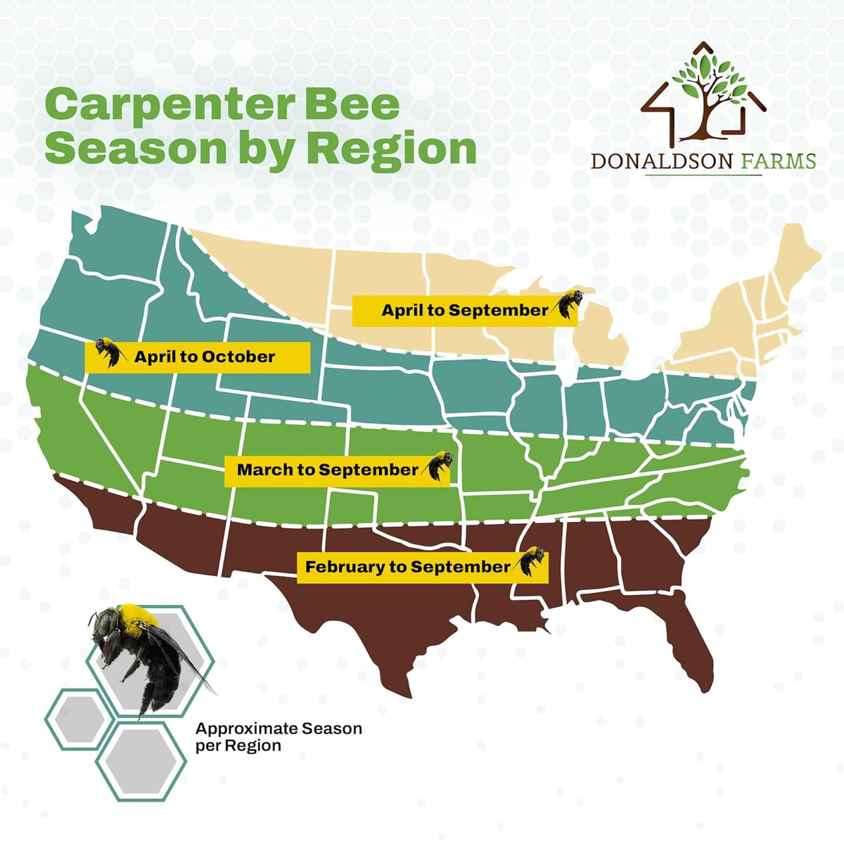 All-Natural Foaming Bee Spray Killer Outdoor - Carpenter Insect Bee Spray Killer - Reliable Defense