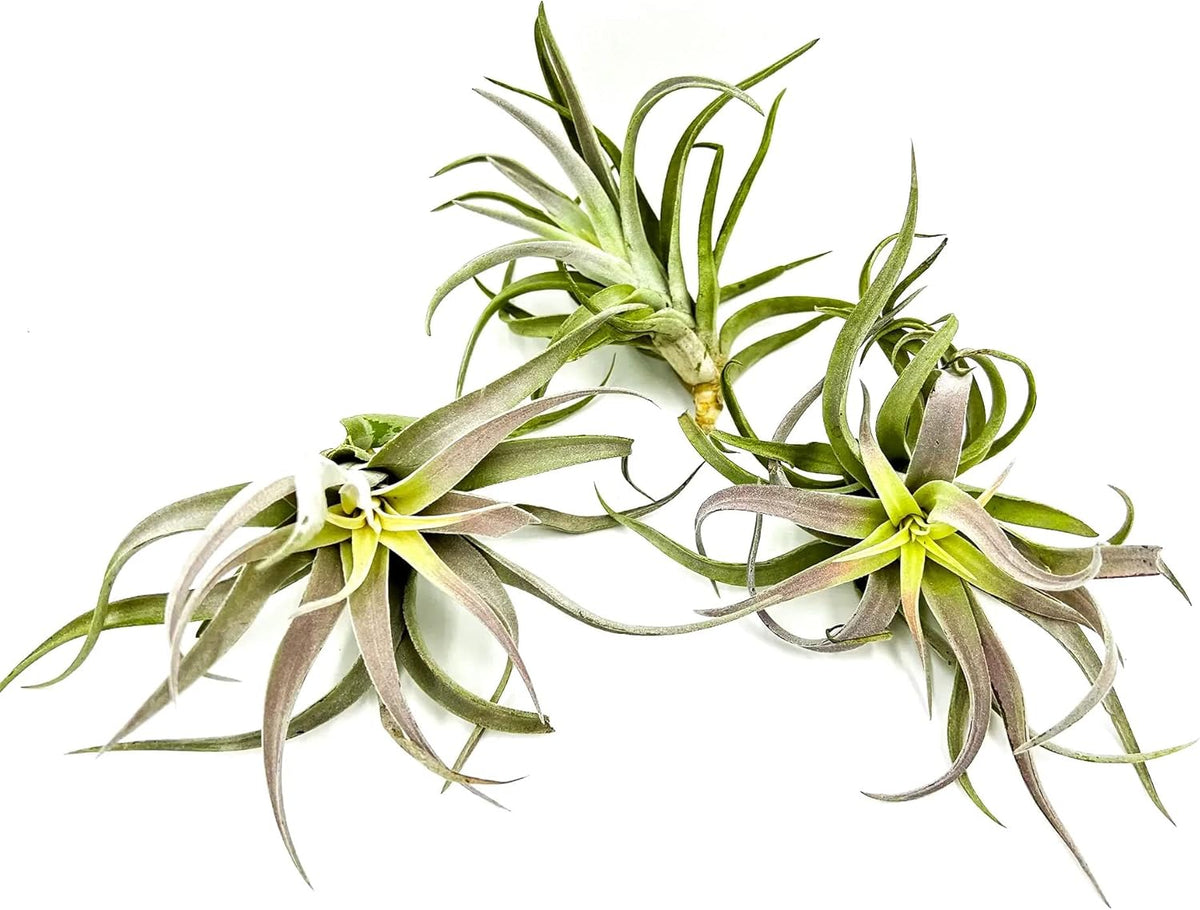 ragnaroc Air Plants - Tillandsia Cacticola, Jumbo 6-9" - 3ct - Live Arrival Guaranteed - House