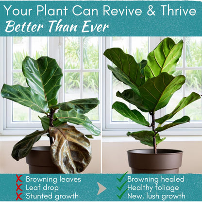Root Rot Repair for Houseplants – Recovery Drops Root Supplement for Overwatering or Shock | Heals