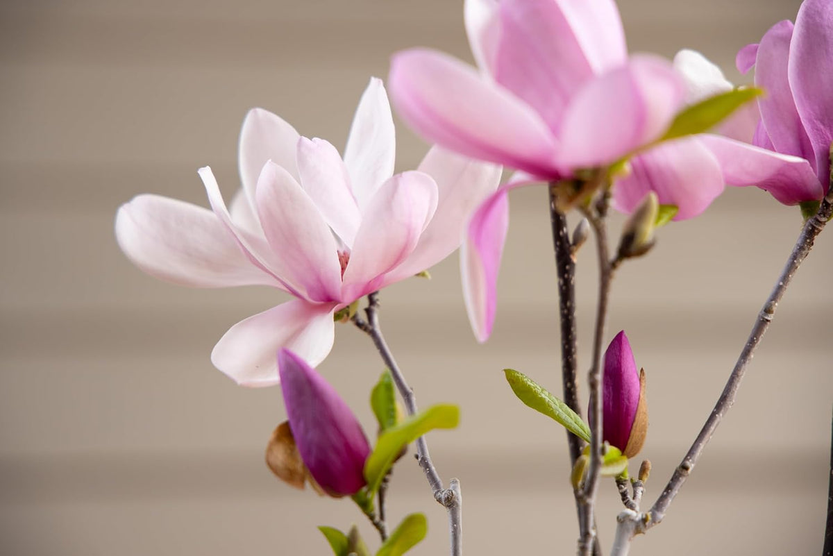 Fairy Magnolia Tree Fragrant Blush Flowering Evergreen Shrub for Landscaping, Hedges and Gardens