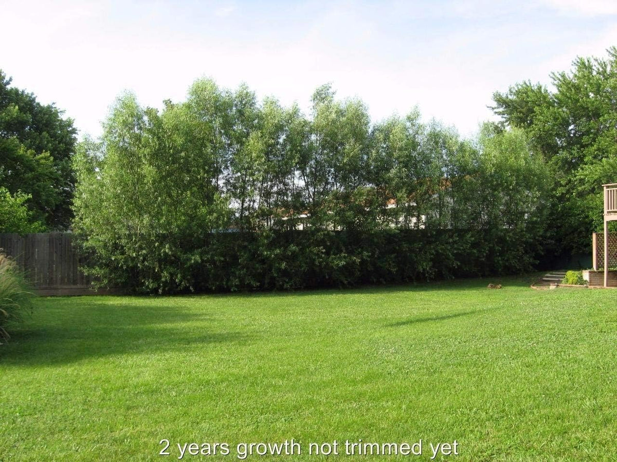 50 Hybrid Willow Trees - Fast Privacy Trees or Shade - Austree Willow Grow 6-10 Feet Per Year