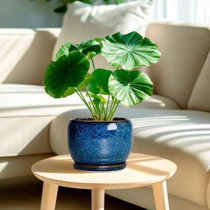 SQOWL Ceramic Planter 8 Inch - Pot for Indoor Outdoor Plants Round Ceramic Plant Pot with Drainage