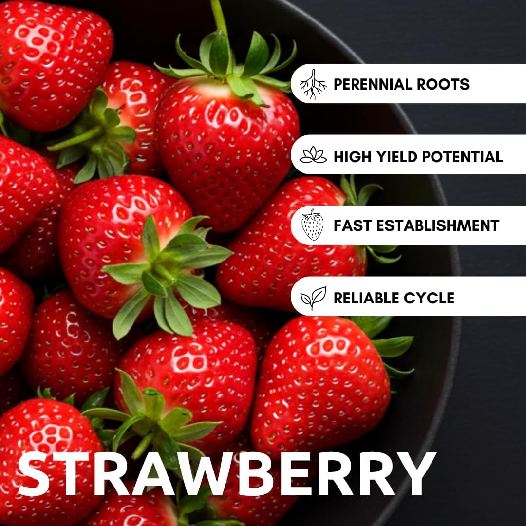 Albion Everbearing Strawberry Plants - Fruit Very Firm, Sweet, High Yields (20 Plants) Can Not Ship