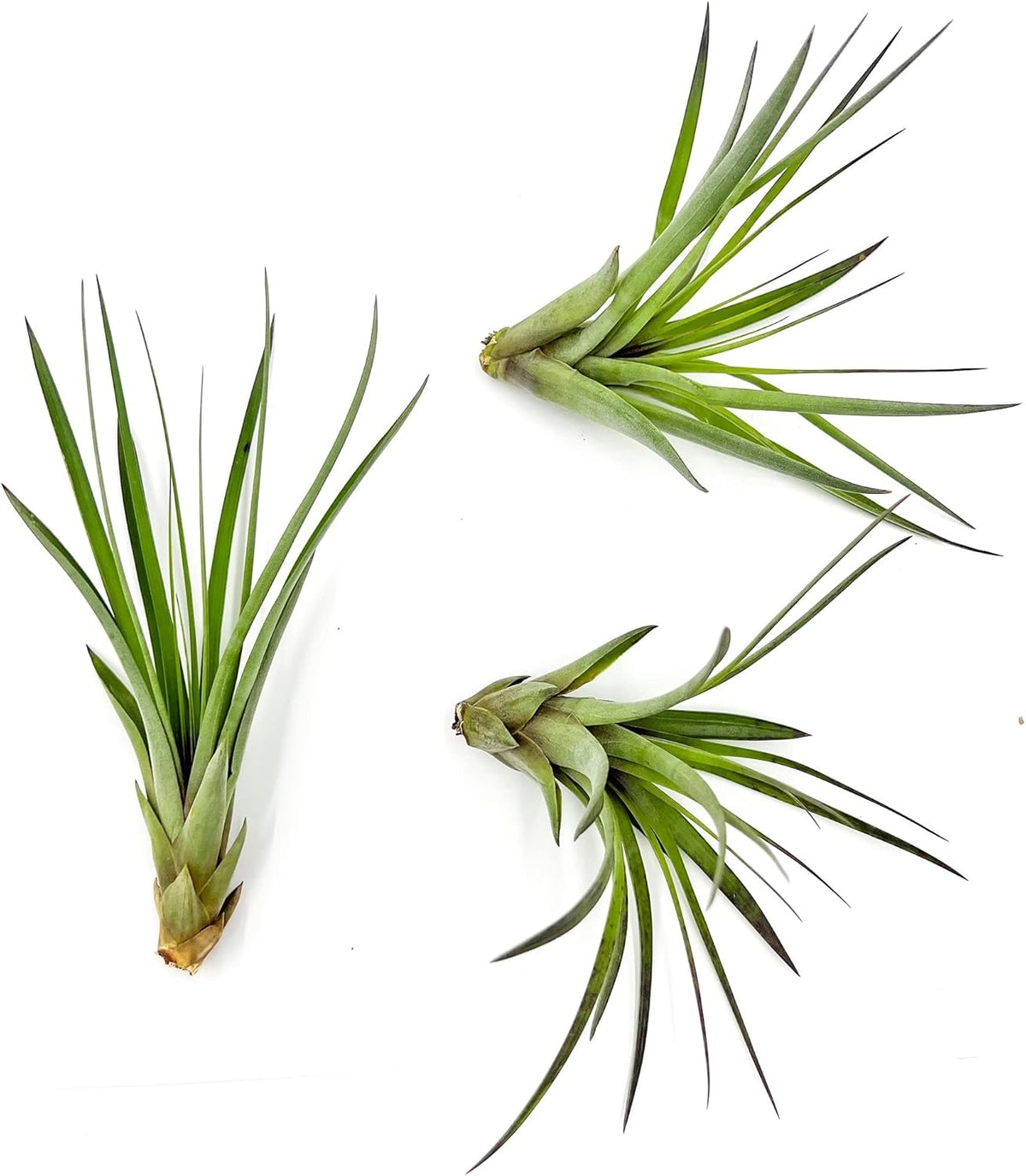 ragnaroc Air Plants - Tillandsia Fasciculata Tricolor, Large 4-6" - 3ct - Live Arrival Guaranteed