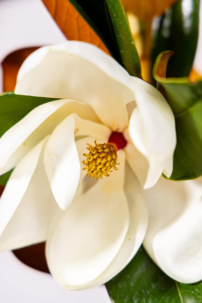 Magnolia Tree Kay Parris Variation, Live Plant, Magnolia Flower Blooms, Easy Care, Perfect for Home