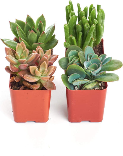 Shop Succulents Assorted Succulent Plant Pack Collection - Live Mini Succulent Plants, Low
