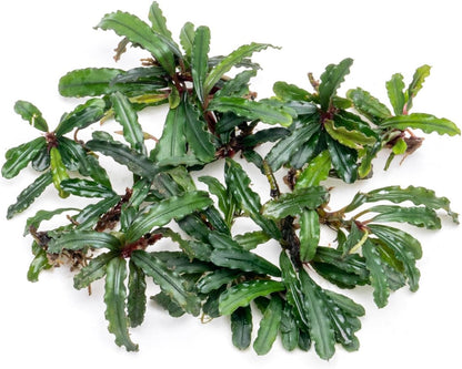 SubstrateSource Bucephalandra Catherinae Green Live Aquarium Plant - Natural Freshwater Fish Tank