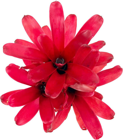 ragnaroc Live Plants - Bromeliad Neoregelia 'Super Fireball', 10-12" in 6" Pot - 1ct - Live Arrival