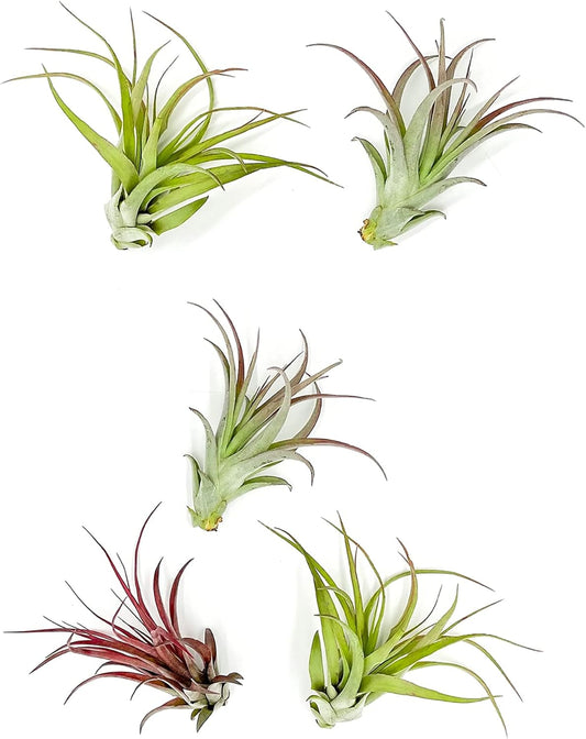 ragnaroc Air Plants - Tillandsia Brachycaulos Multiflora, Jumbo 5-7" - 5 ct - Live Arrival