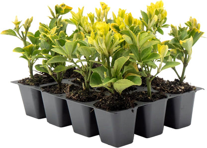 12 Golden Euonymus Shrubs | Live Plants in 2.5-inch Nursery Cubes | Japonica ‘Aureo-Marginatus’