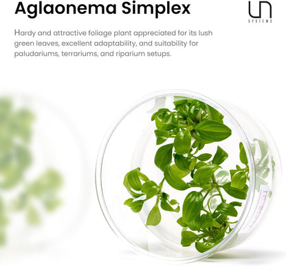 Ultum Nature Systems Live Tissue Culture - Malayan Sword (Aglaonema simplex) - Easy Care - Medium