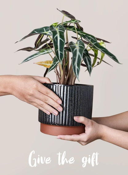 LE TAUCI Ceramic Plant Pots with Drainage Holes, Set of 3, 8+6.7+5.5 Inch Stripe Garden Planter