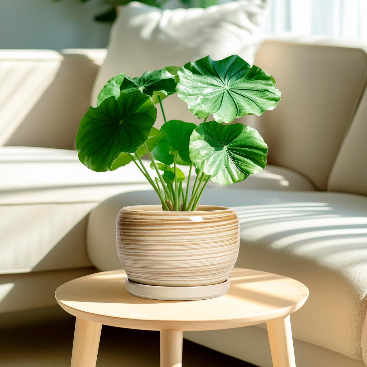 SQOWL Ceramic Planter- 8 Inch Plant Pot Indoor Outdoor, Round Planter with Drainage Hole and Plant