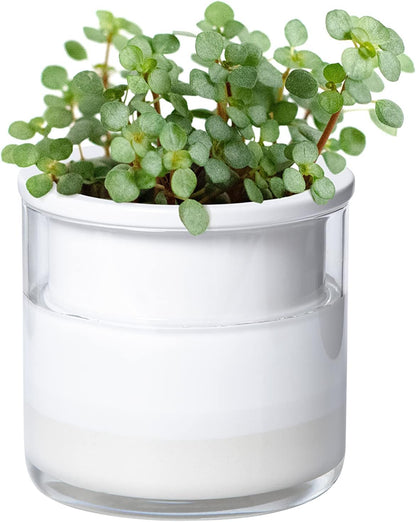 Phoenix Vine 4 Inch Self Watering Planter Pot, Design White Terracotta Pots for Plants, Indoor