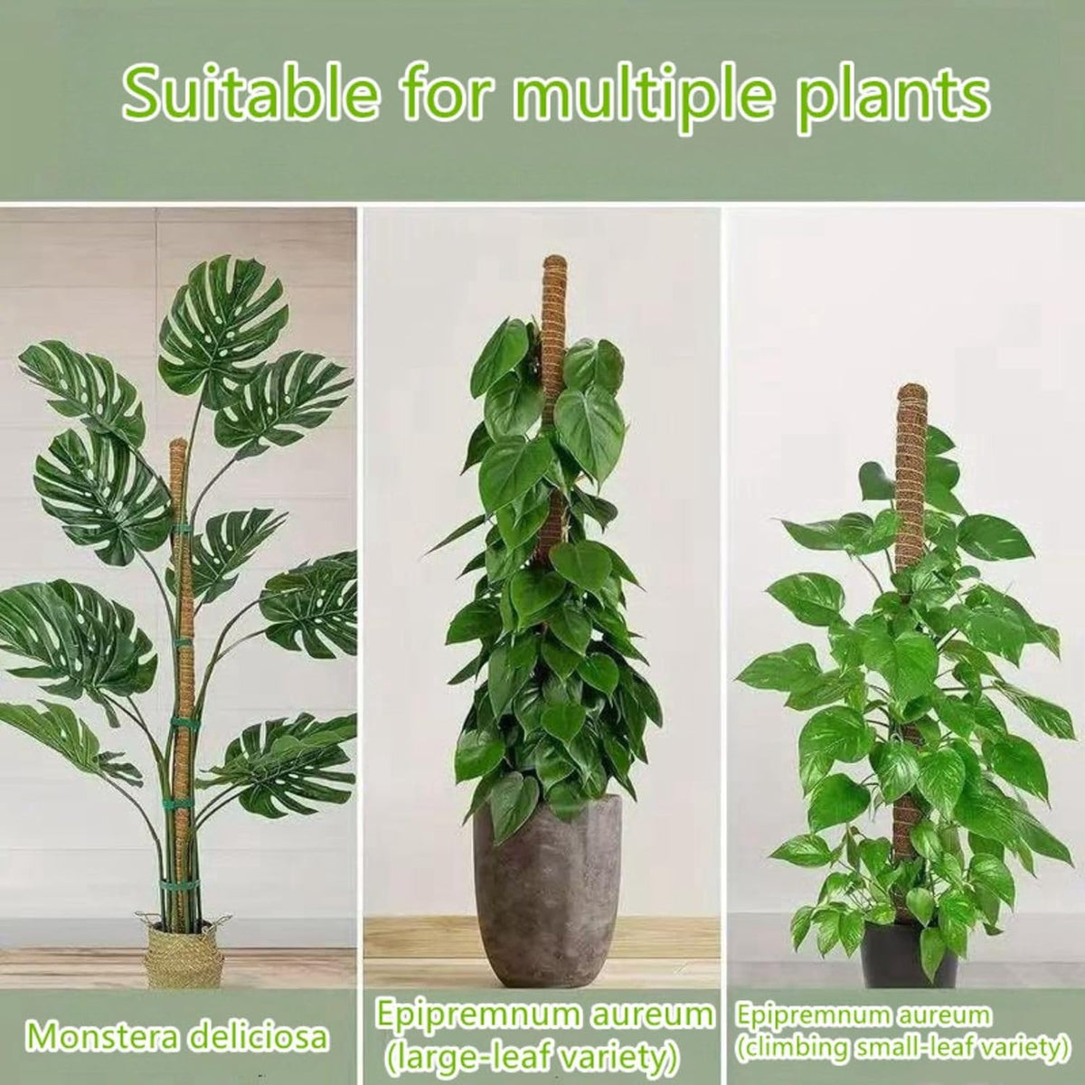 Moss Pole,63 Inch Monstera Plant Support, Upgraded 7mm Aluminum core Moss Poles for Climbing Indoor