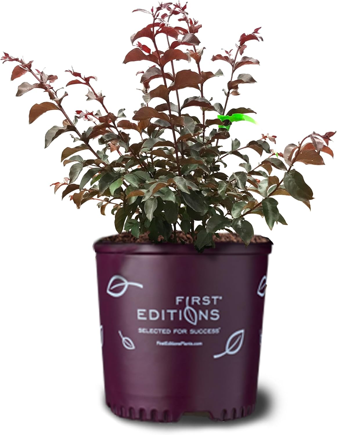 American Plant Exchange Twilight Magic Crape Myrtle Tree Live, 3-Gallon Pot, 1-2ft Tall, Bright