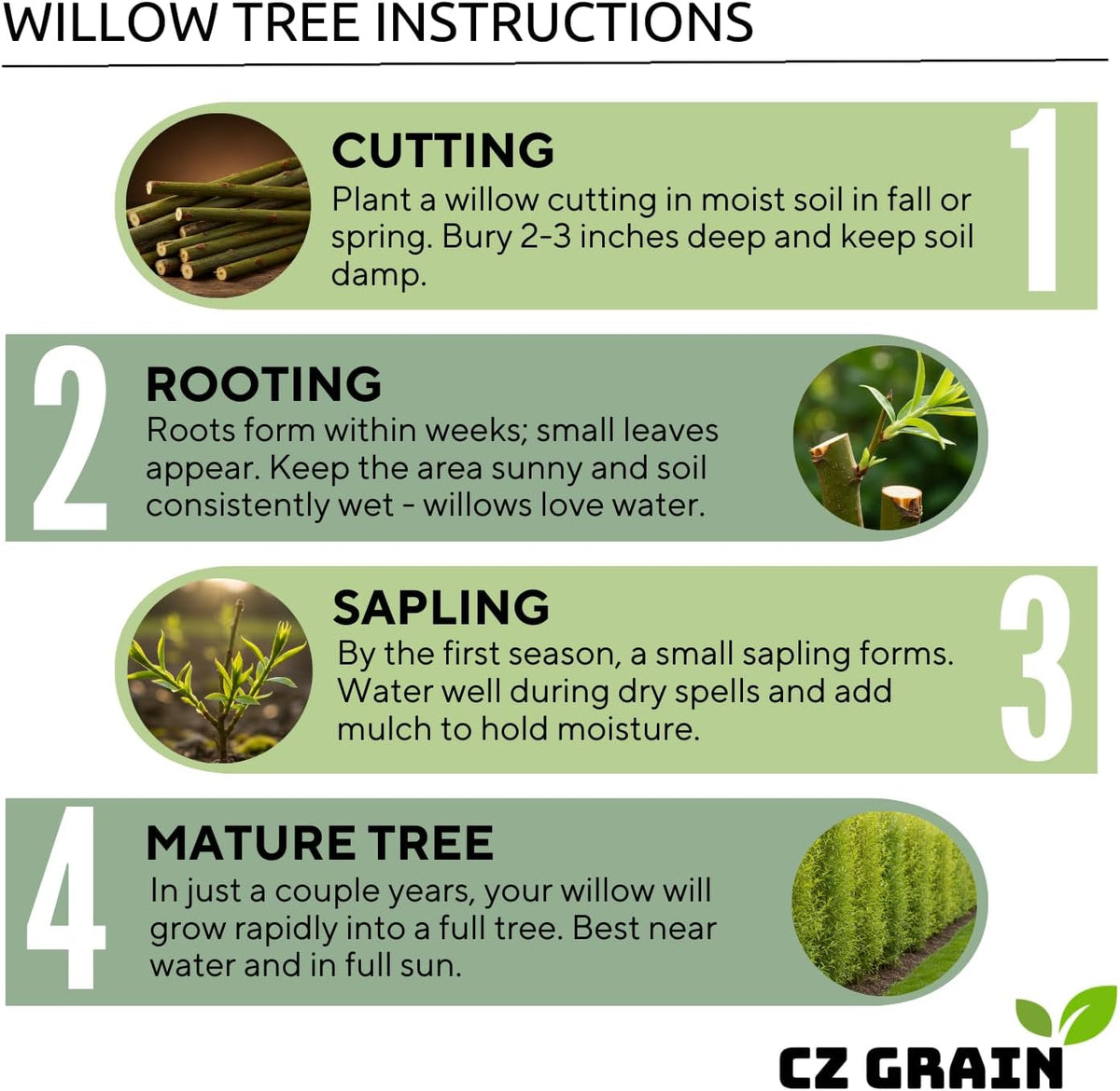 100 Hybrid Willow Trees - Fast Privacy Trees or Shade - Space 1-2 Feet Apart - Austree Willow Grow
