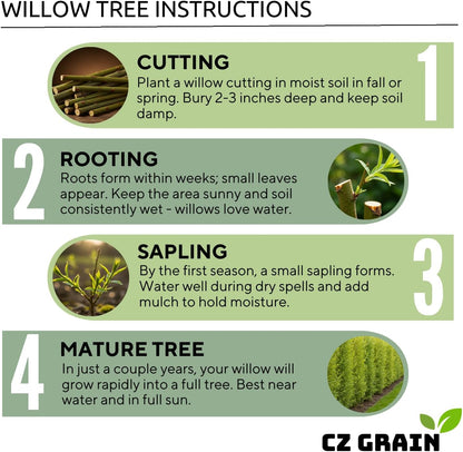 100 Hybrid Willow Trees - Fast Privacy Trees or Shade - Space 1-2 Feet Apart - Austree Willow Grow