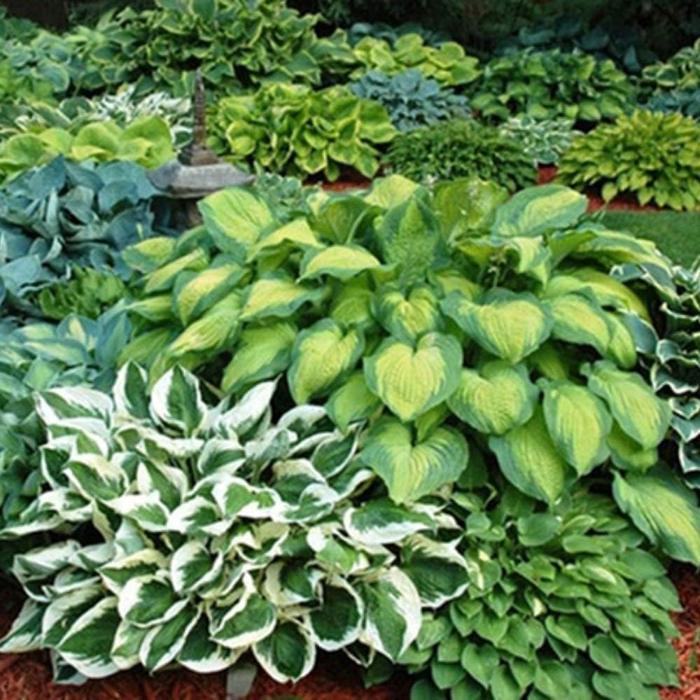 Amazing Deal - 24 Hosta Bare Roots Plants w/Planting Shovel - Mixed Heart-Shaped, Rich Green