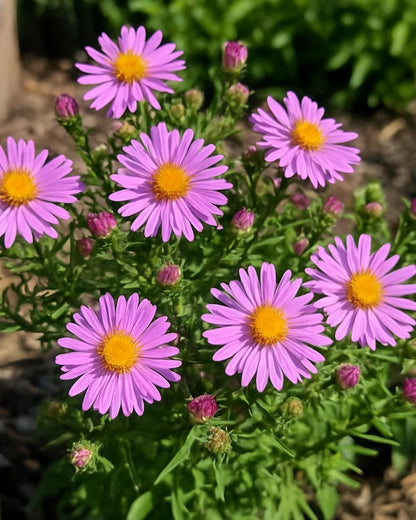 Perennial Farm Aster X 'Wood's Pink' – Live Dwarf Aster Perennial in #1 Container, Compact Habit