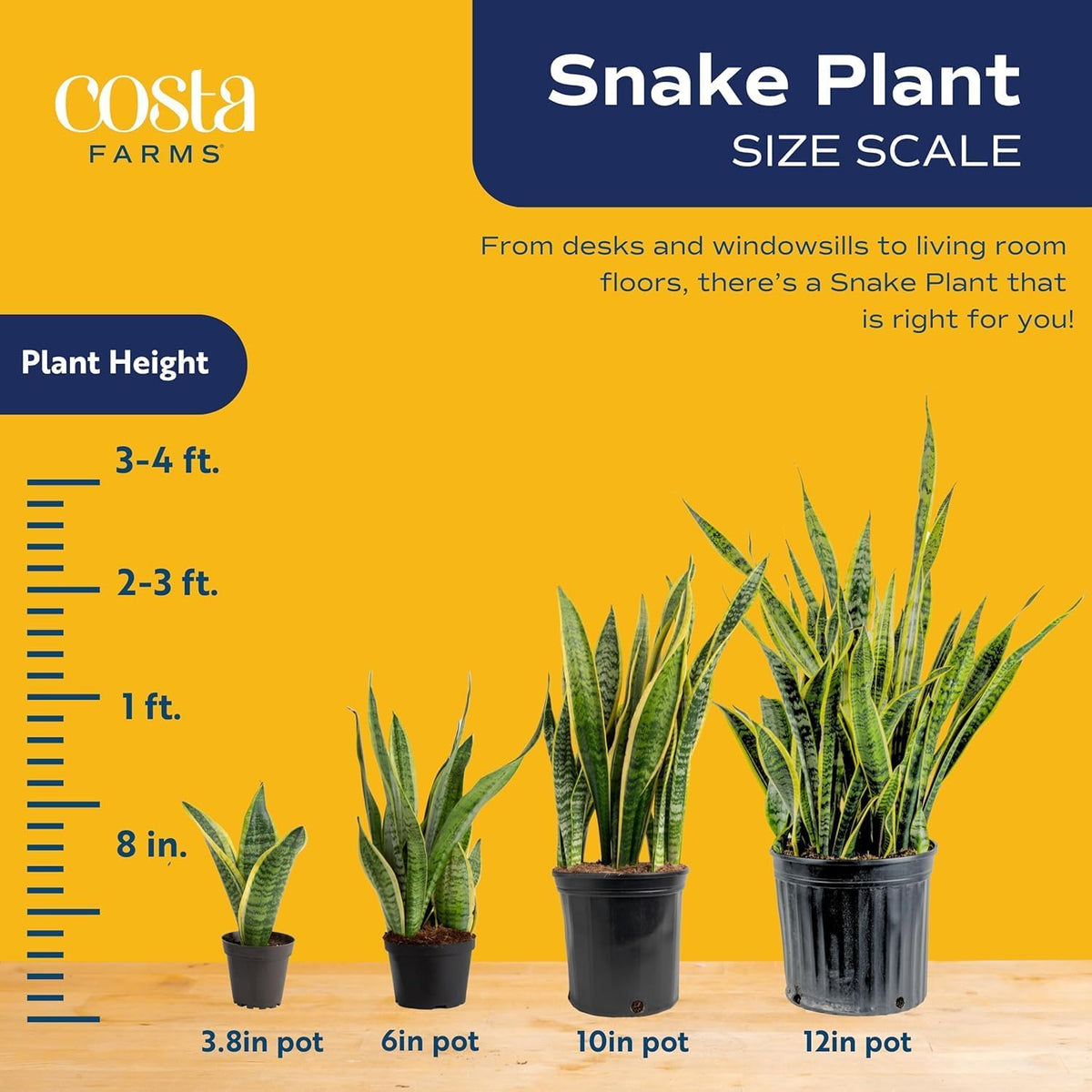Costa Farms Snake Plant (4-Pack), Spring Decor, Giftable Plant Item, Live Indoor and Outdoor