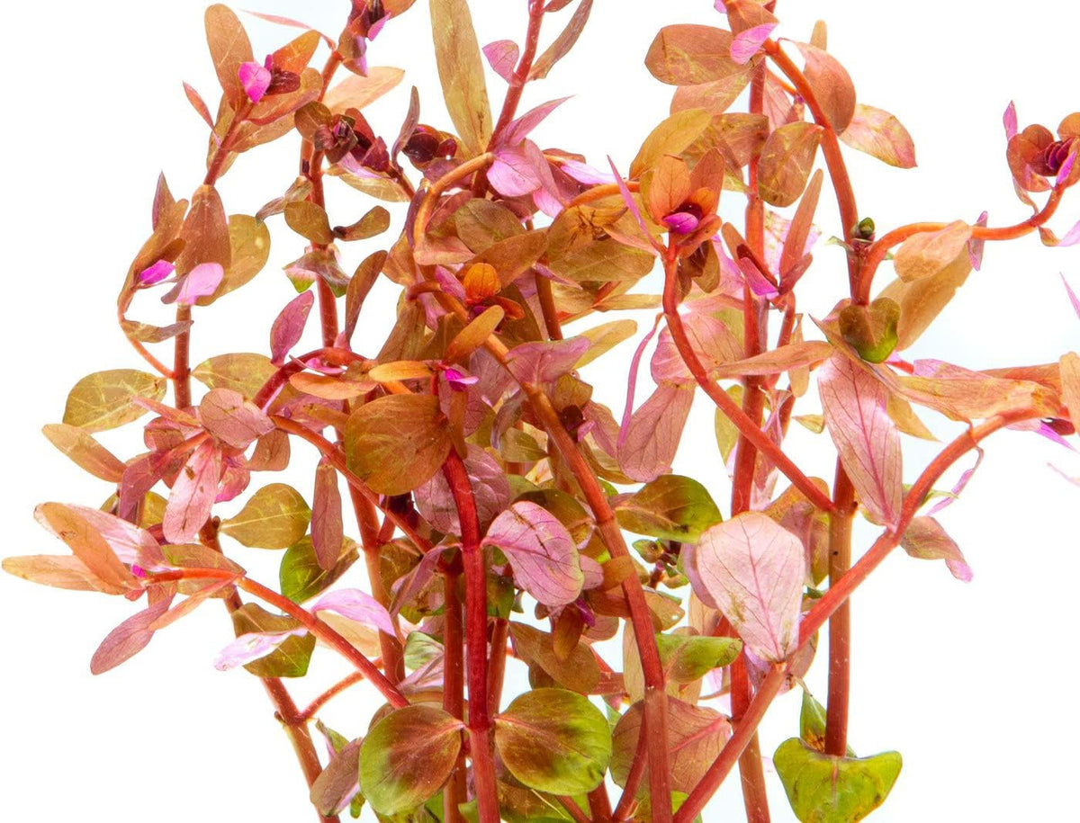 SubstrateSource Live Aquarium Red Stem Plants - Freshwater Aquatic Plant for Fish Tanks