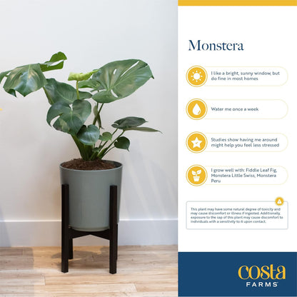 Costa Farms Monstera Swiss Cheese Plant, Live Indoor Plant, Easy to Grow Split Leaf Houseplant in