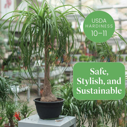 American Plant Exchange Ponytail Palm – 10-Inch Pot – Live Large Bonsai Plant, Pet Safe Indoor