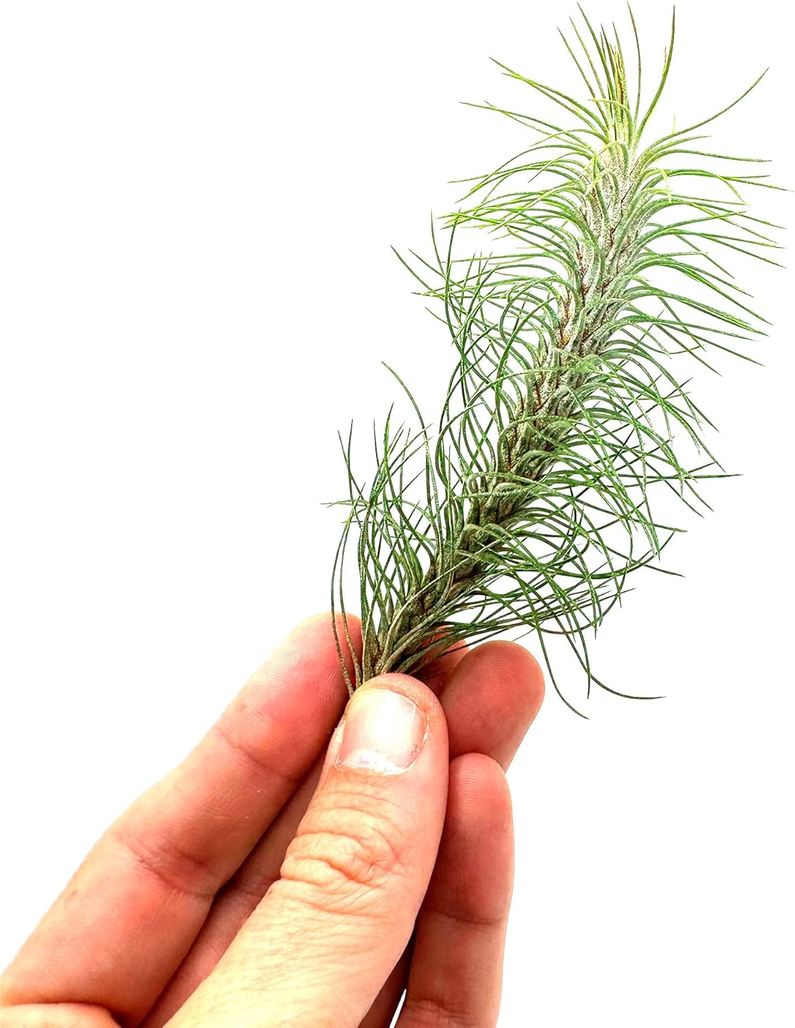 ragnaroc Air Plants - Colombian Tillandsia Funckiana, Large 5" - 2ct - Live Arrival Guaranteed