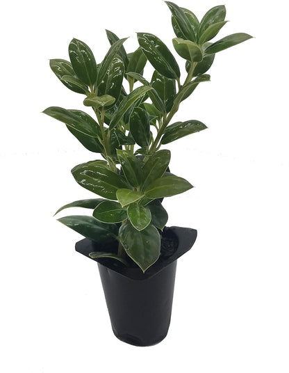 Burfordi Holly | 3 Live Plants | Ilex Cornuta | Fast Growing Evergreen Shrubs, Privacy Hedge
