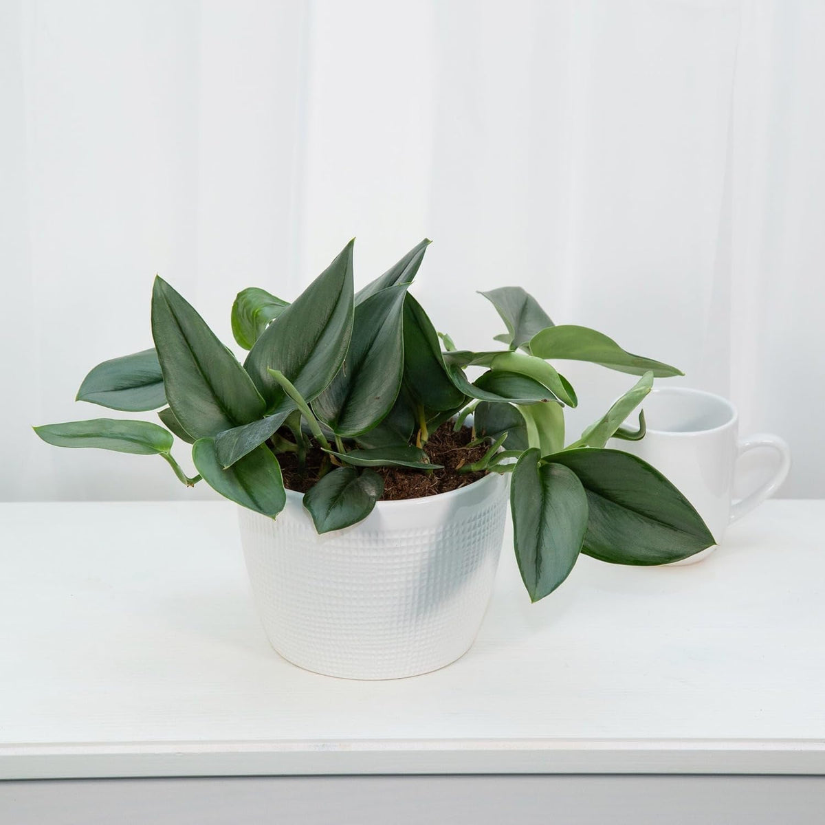 Gardenera Scindapsus Sterling Potting Mix - Promote Strong Roots and Captivating Foliage with Our