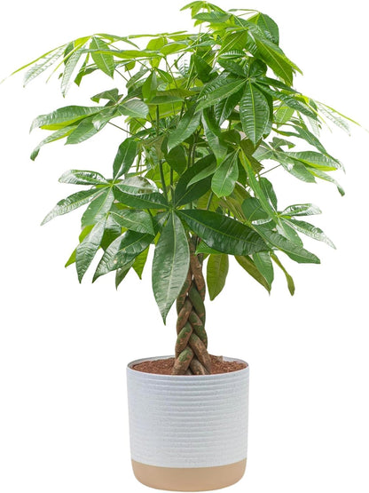 Costa Farms Money Tree Live Plant, Easy to Grow Houseplant Potted in Indoor Garden Pot, Pachira
